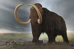 image of a wooly mammoth at the royal bc museum one of the Best Cheap Things to See and Do in Victoria, BC