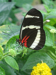 image of the victoria butterfly gardens one of the Best Cheap Things to See and Do in Victoria, BC