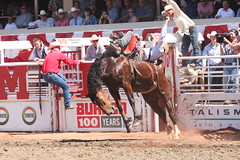 bareback rider at the rodeo at the Calgary Stampede one of the fun, cool things to do in Calgary