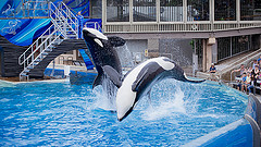image of seaworld one of the Cheap, Fun Things to See & Do in Orlando