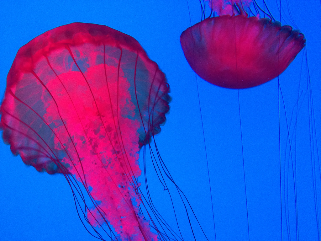 image of the jelly fish exhibit at the Ripley's Aquarium of Canada in Toronto