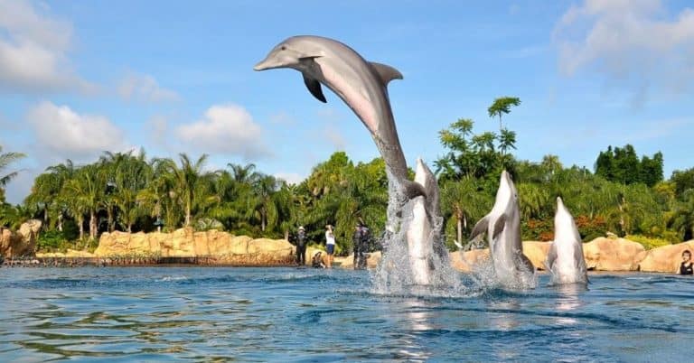 dolphins jumping out of the water at Discovery Cove one of the cheap things to do when visiting Orlando Florida