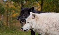 wolf dogs at the Yamnuska Wolfdog Sanctuary one of the cool, fun things to see and do in Calgary