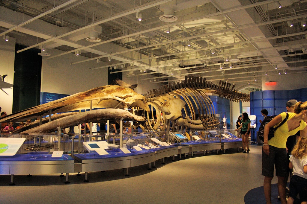 the canadian museum of nature one of the ottawa tourism attractions that offers discount coupons on admission