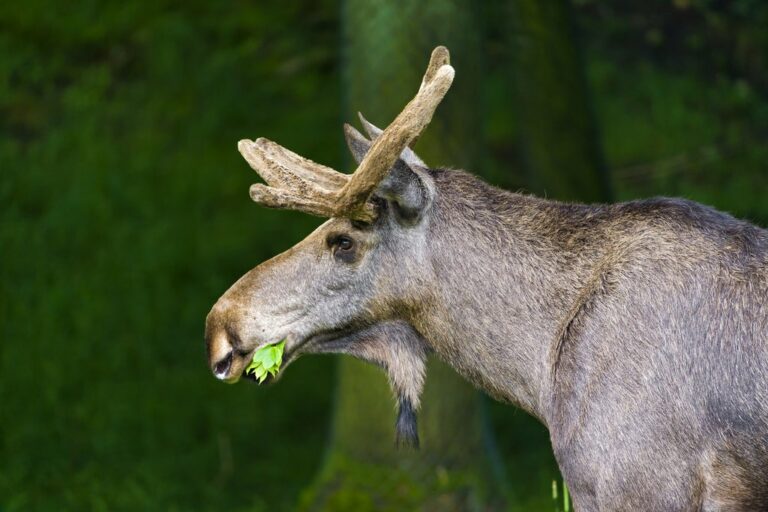 moose eating a leaf in Algonquin park in Ontario, Canada