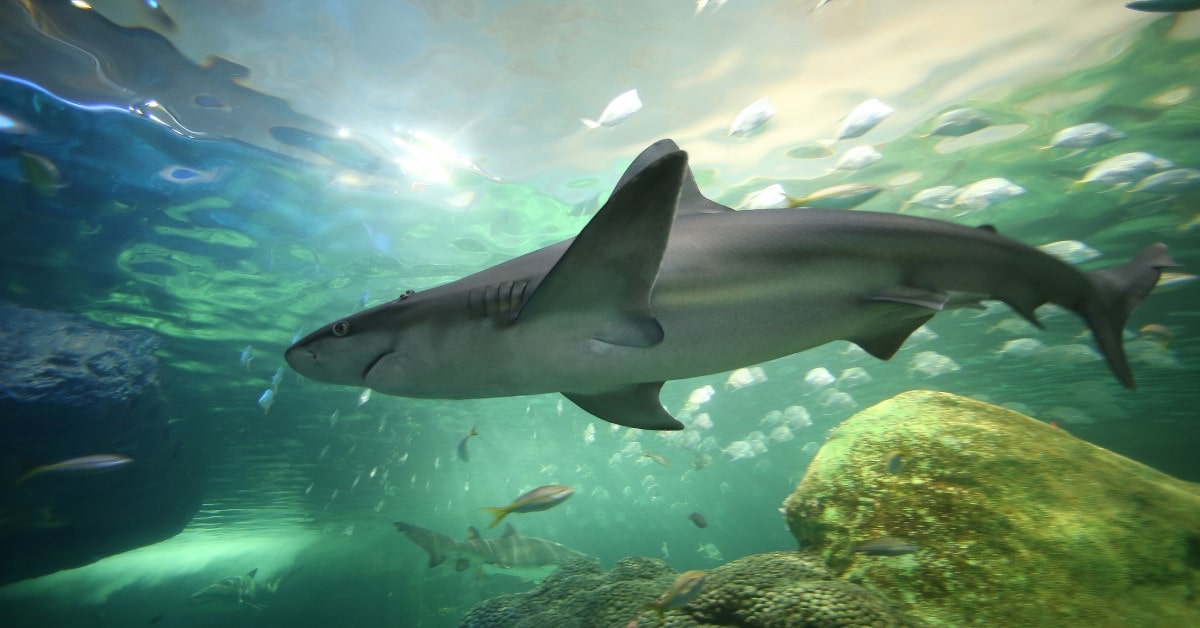 a shark you can see at Ripley' s Aquarium of Canada in Toronto when you use a Sharks After Dark admission ticket